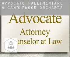 Avvocato fallimentare a  Candlewood Orchards