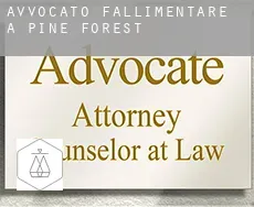 Avvocato fallimentare a  Pine Forest