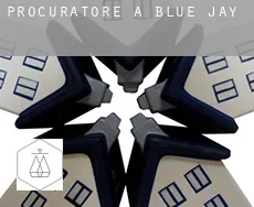 Procuratore a  Blue Jay