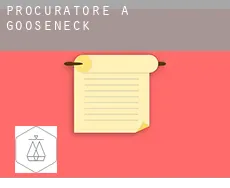 Procuratore a  Gooseneck